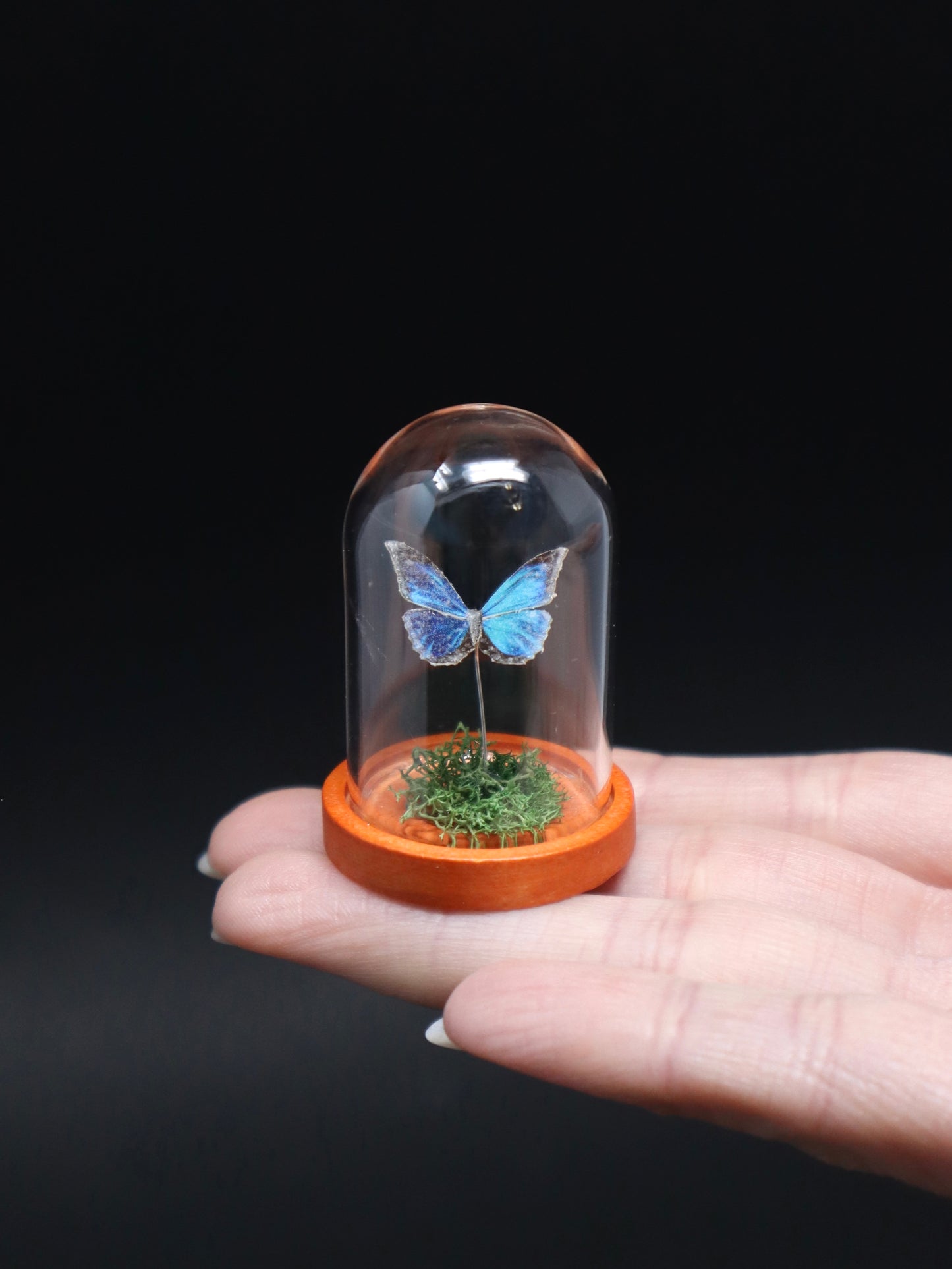 Miniature Glow-in-the-Dark Butterfly Specimen